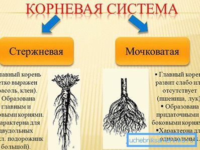 Кореновата система