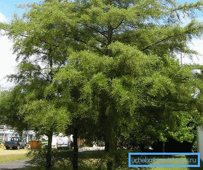 Alder Black Imperialis