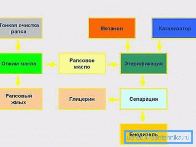 Получение биодизеля из рапса. Получение биодизеля из рапса.