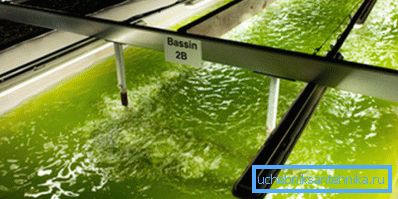 Получаване на биогориво от водорасли Получаване на биогориво от водорасли