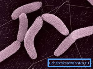 Serobacteria - основните виновници в тази ситуация Serobacteria - основните виновници в тази ситуация