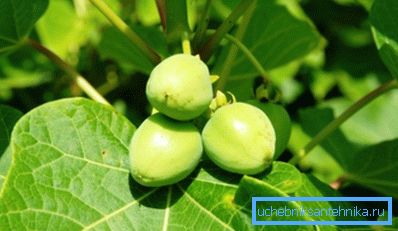 Jatropha е потенциален завод за биогорива Jatropha е потенциален завод за биогорива